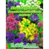 Saatgut Strandflieder Spezialmix ca. 60 Pflanzen