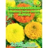 Saatgut Studentenblume Tagetes Mix ca. 60 Pflanzen
