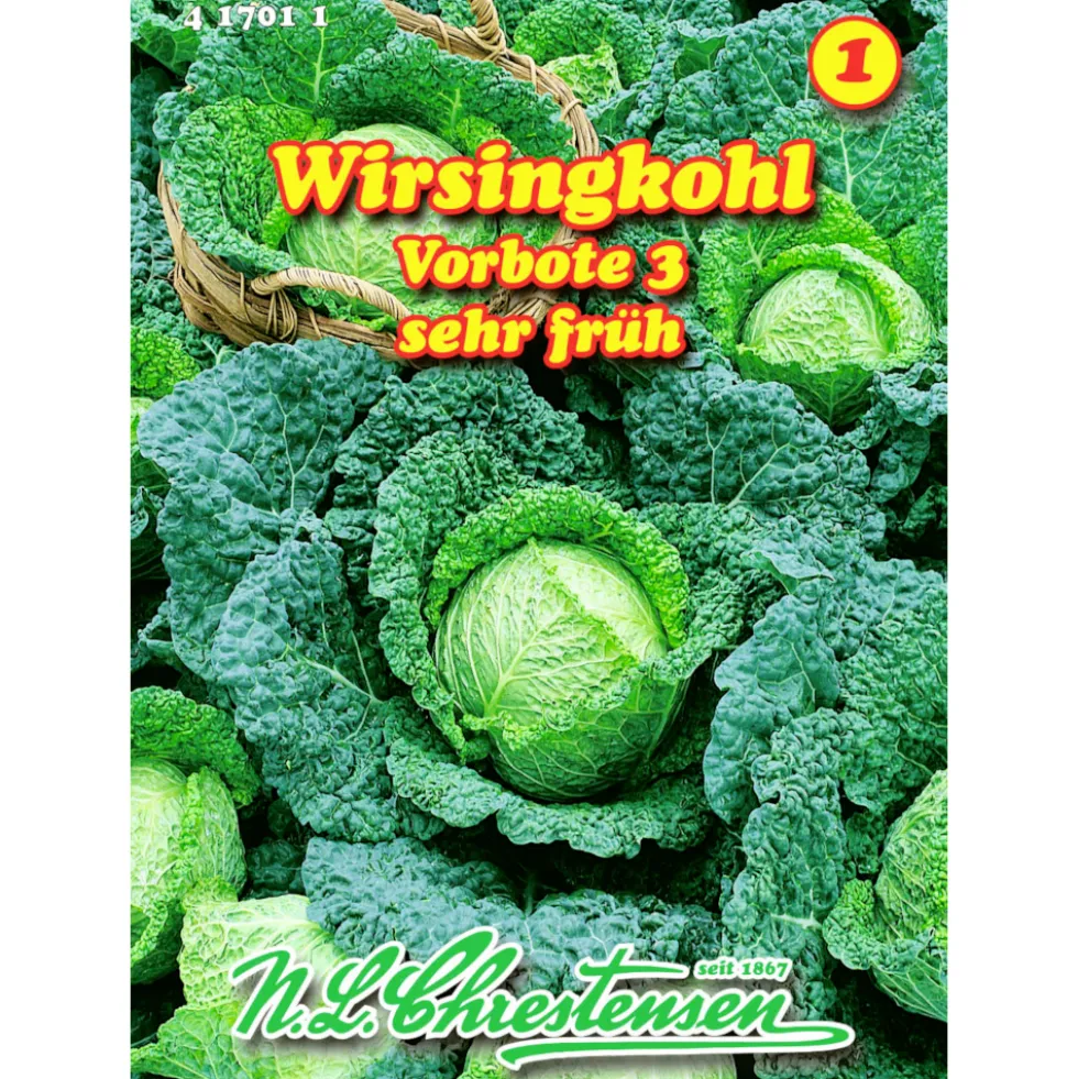 Saatgut Wirsingkohl Vorbote 3 ca. 120 Pflanzen