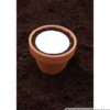 Saatscheiben Basilikum Genoveser 5 Scheiben