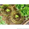Schneckenschutzring für Salat Ø 15/23 cm, 10 Stück