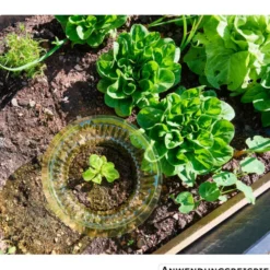 Schneckenschutzring für Salat Ø 15/23 cm, 10 Stück