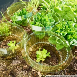 Schneckenschutzring für Salat Ø 15/23 cm, 10 Stück