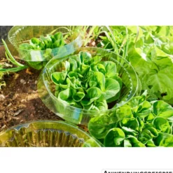 Schneckenschutzring für Salat Ø 15/23 cm, 10 Stück