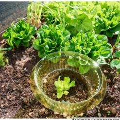 Schneckenschutzring für Salat Ø 15/23 cm, 10 Stück