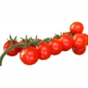Tomaten verschiedene Sorten im Blumentopf 9 cm vorgezogen