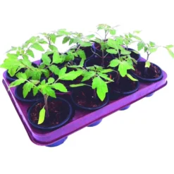 Tomaten verschiedene Sorten im Blumentopf 9 cm vorgezogen