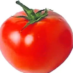 Tomaten verschiedene Sorten im Blumentopf 9 cm vorgezogen