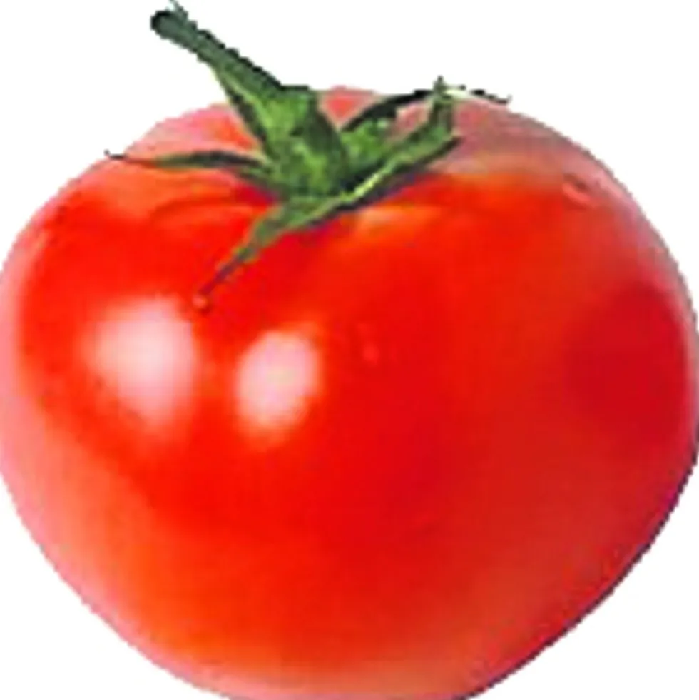 Tomaten verschiedene Sorten im Blumentopf 9 cm vorgezogen